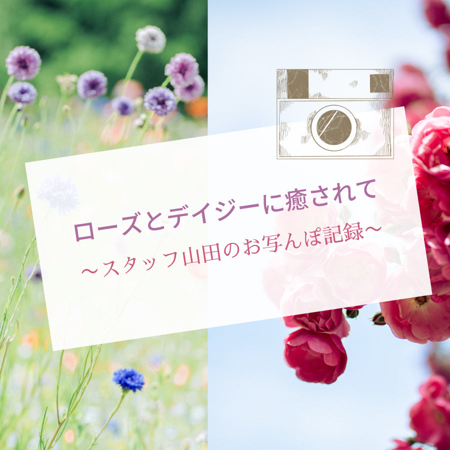 ローズとデイジーに癒されて〜スタッフ山田のお写んぽ記録〜